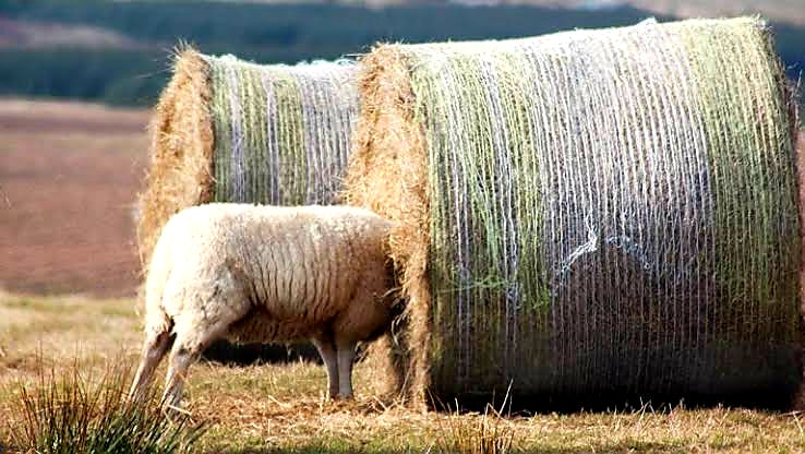 If you ever wanted a reason to own a ci mid ya better watch this